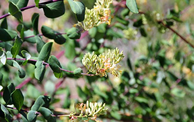 Lonicera interrupta, Chaparral Honeysuckle, Southwest Desert Flora